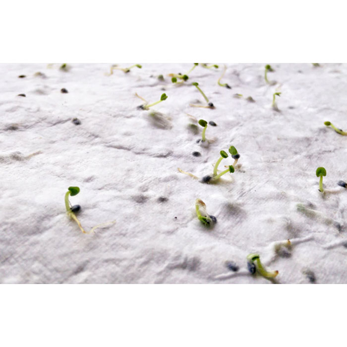 ASIDE - DIN A5 Wildblumen-Samenpapier